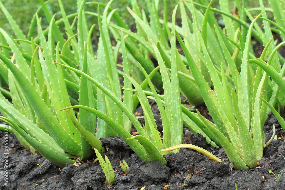 Obraz premium Aloe vera field