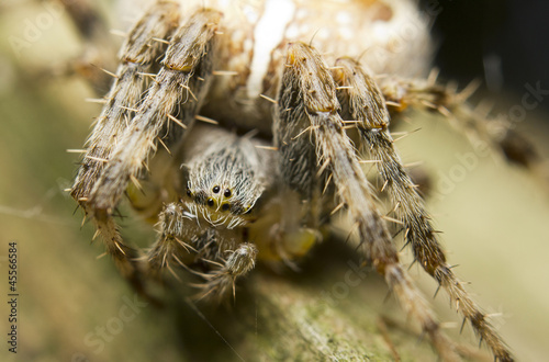 European garden spider