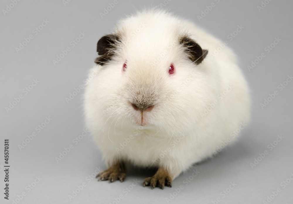 young Himalayan US-Teddy guinea looks into camera young Himalayan US-Teddy guinea looks into camera