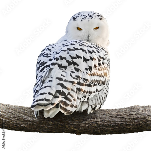 Snowy Owl