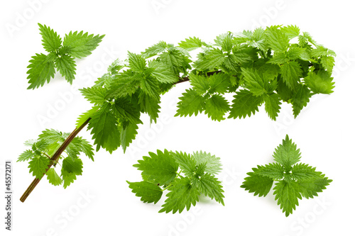 Nettle