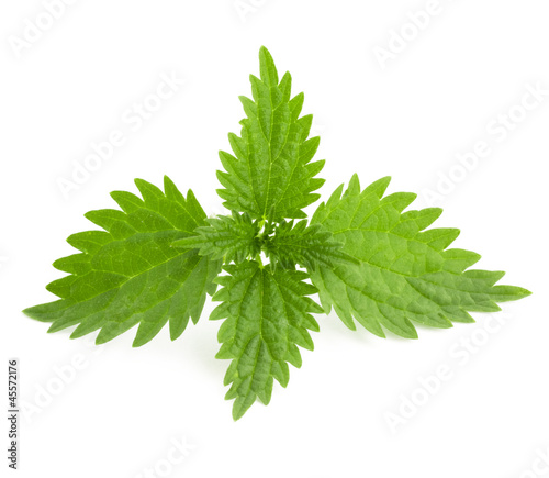 Nettle