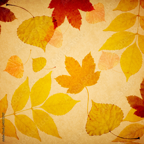 Autumn paper