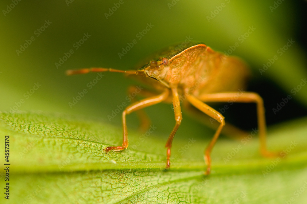 Naklejka premium Palomena prasina