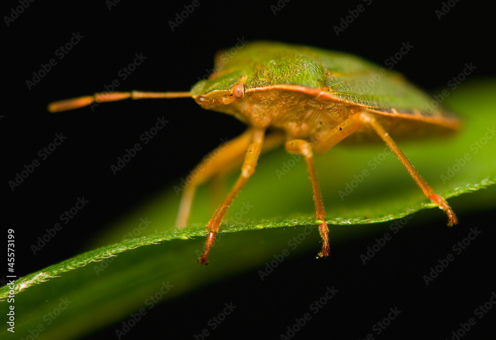 Palomena prasina