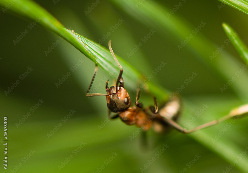 Ant - formica