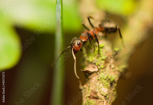 Ant - formica © Gucio_55