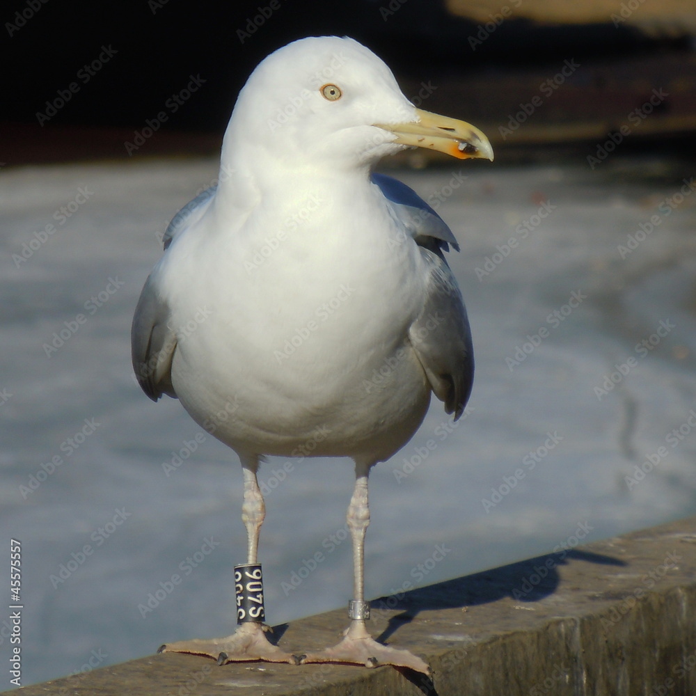 Fototapeta premium Seagull