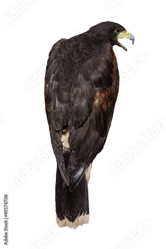 Eagle seen from back cawing isolated on white background