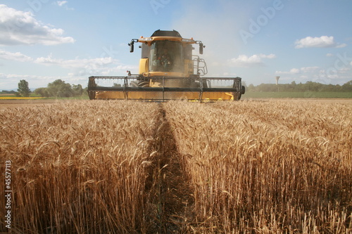 Récolte du blé : moissoneuse jaune