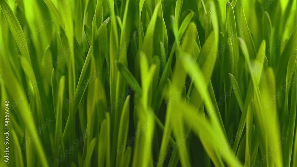 Green grass flapping in the wind close-up Green grass flapping in the wind close-up