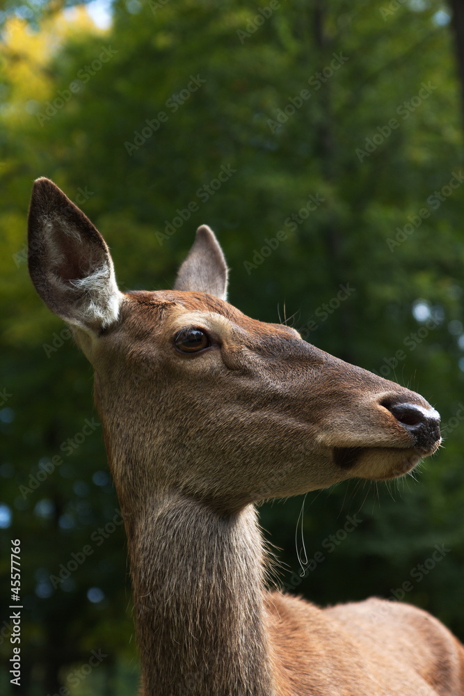 Fototapeta premium Rothirsch ( Cervus elaphus )