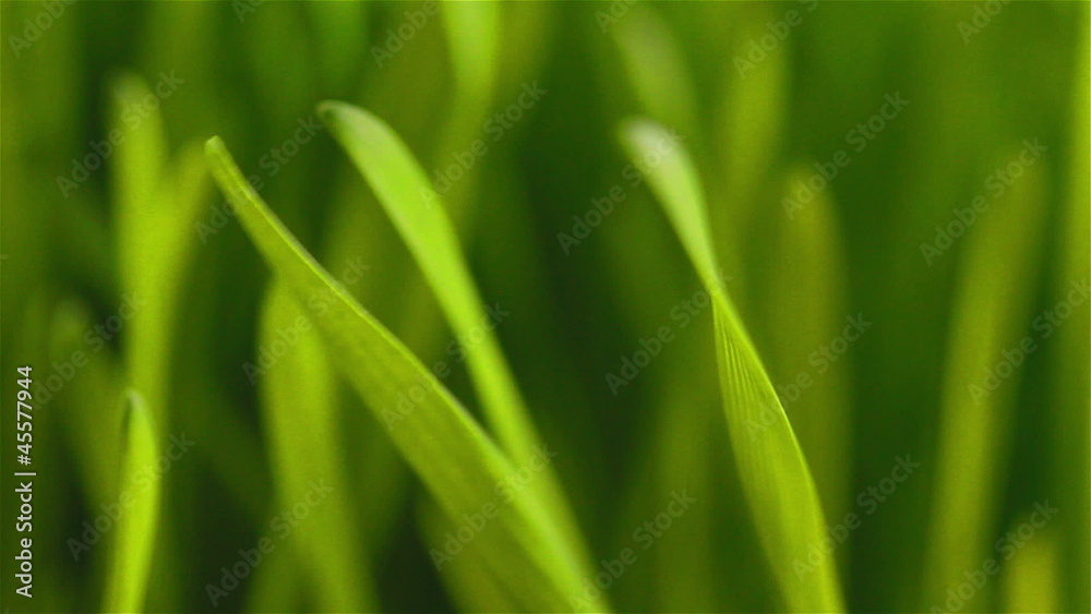 Green grass flapping in the wind close-up Green grass flapping in the wind close-up