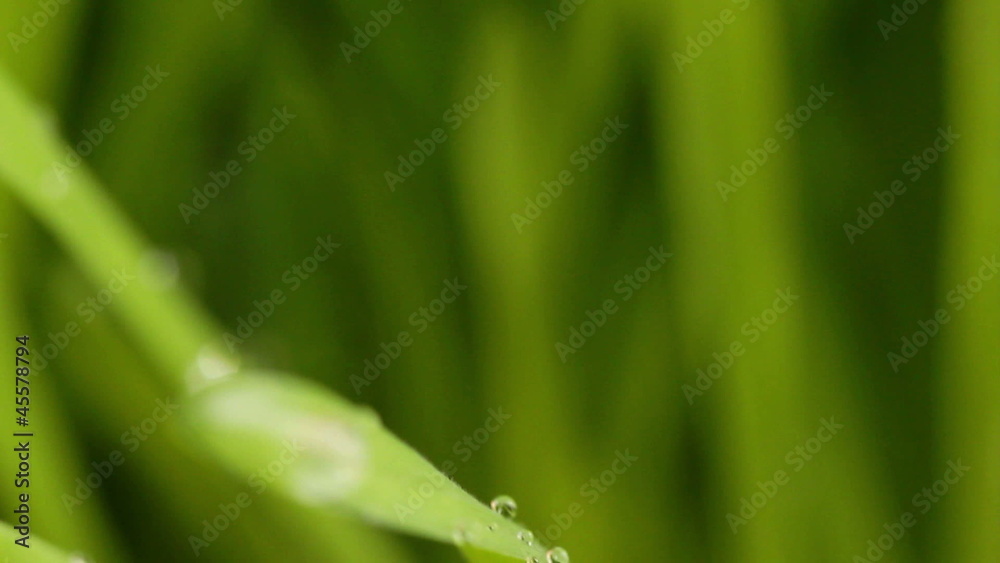Dew on a green grass close-up Dew on a green grass close-up