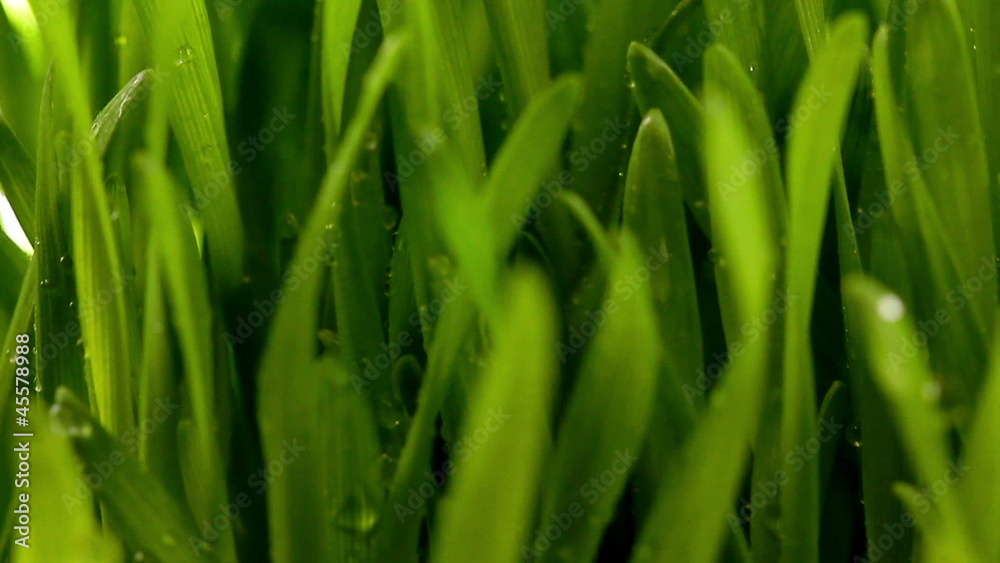 Dew on a green grass close-up