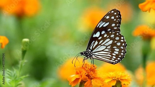 black butterfly with flowers and with green leaves.