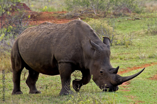 Beautiful white rhinoceros grazing