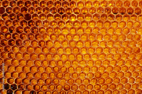 yellow beautiful honeycomb with honey  background
