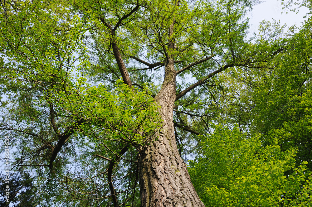 Fototapeta premium Giant ginkgo tree grown in north of Italy