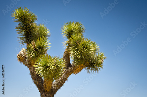 Joshua Tree National Park