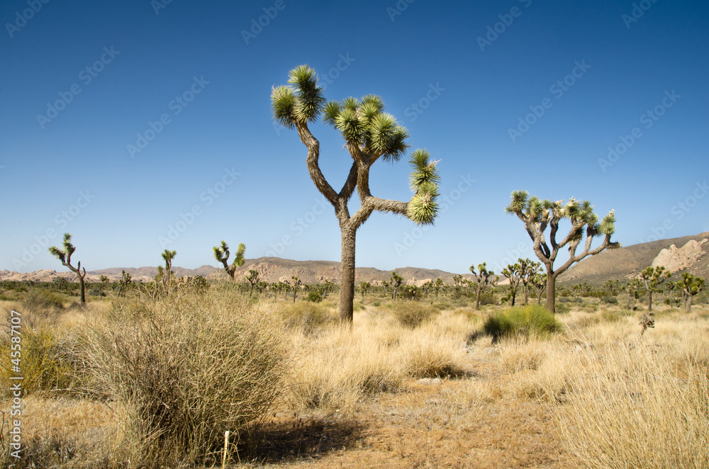 Obraz premium Joshua Tree National Park
