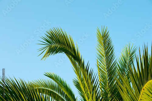 palm leaves with a blue sky as background