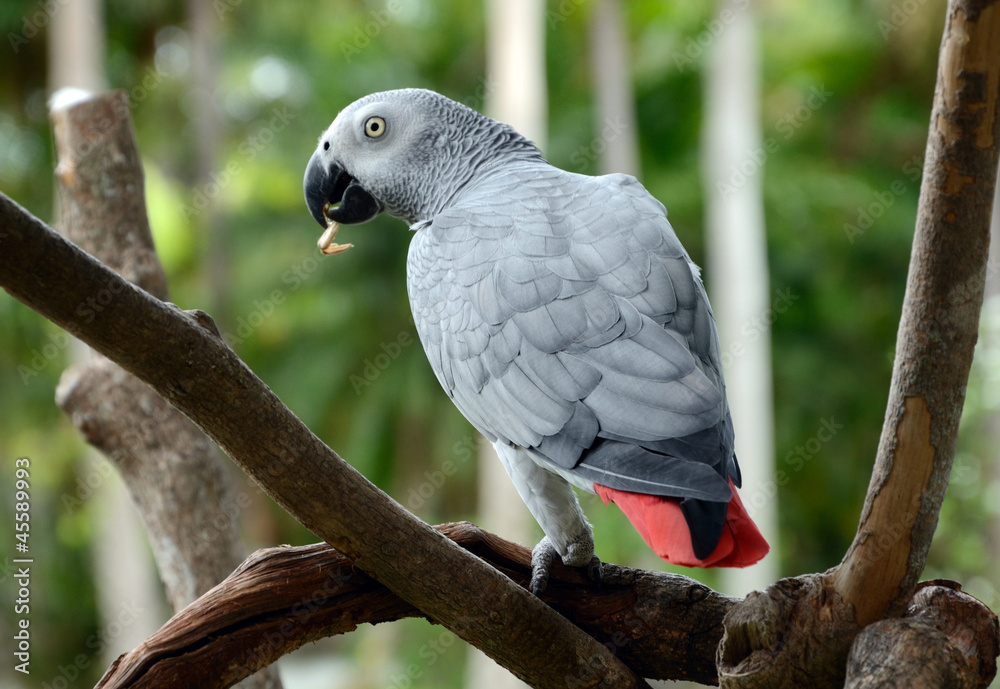 Fototapeta premium African Grey Parrot with Sunflower seeds.