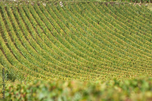 Vineyard in burgundy, france