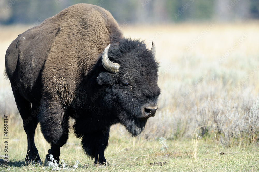 Buffalo at Yellowstone