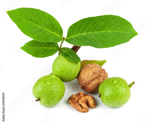 The fruit of green and mature walnut