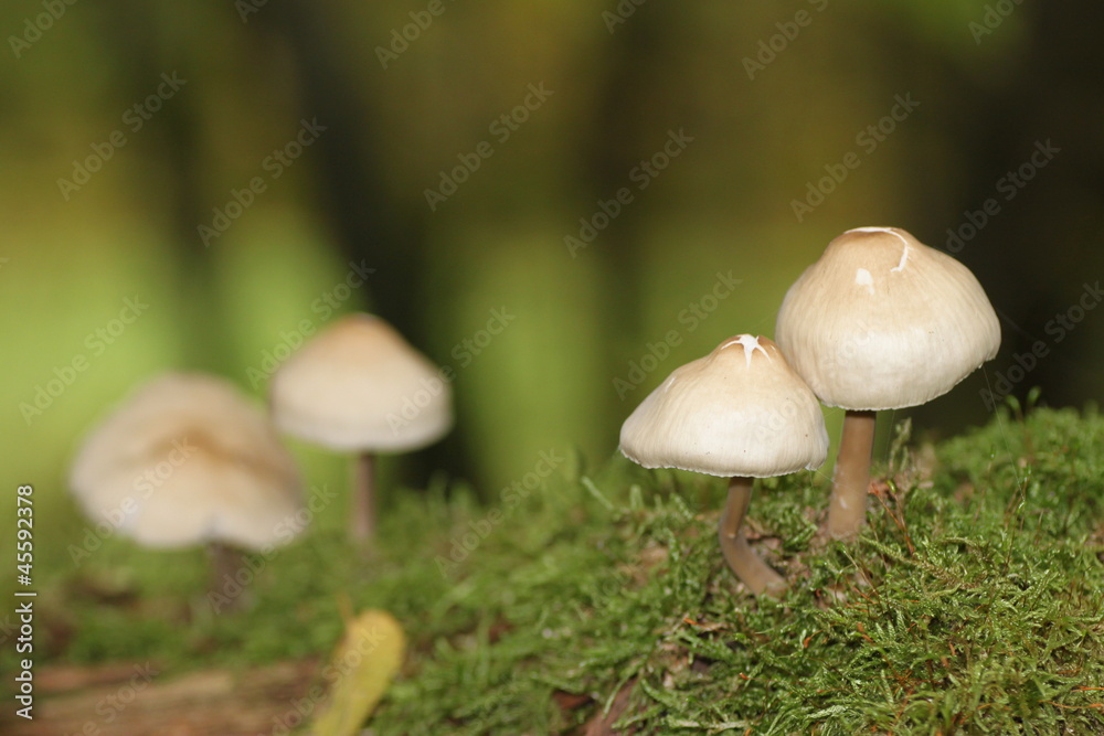 Mini-Pilze Mini-Pilze