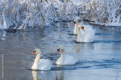 White swans in the river at cold winter #45594534