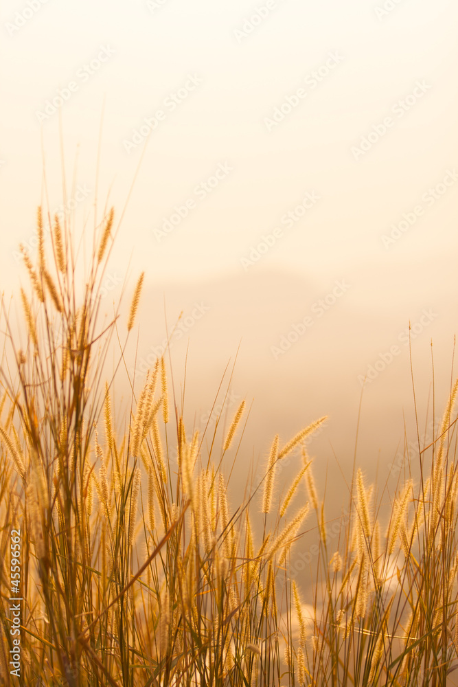 Dry grass field Dry grass field