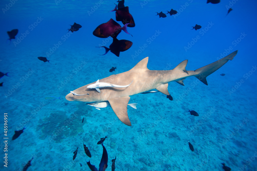 Obraz premium Lemon shark