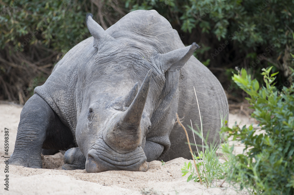 White Rhino White Rhino