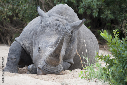 White Rhino