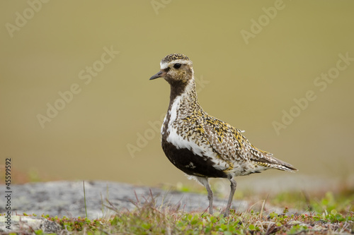 Tableau sur toile Goldregenpfeifer, Eurasian golden-plover, Pluvialis apricaria