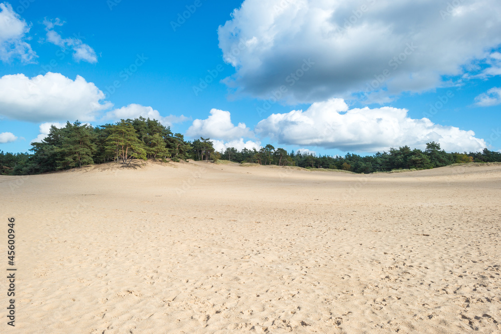 Sand and pines at fall Sand and pines at fall