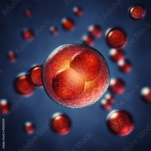 Two-cell embryo  , 3d illustration