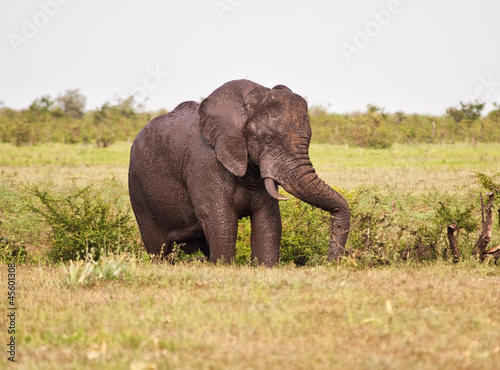 One elephant bull full of mud