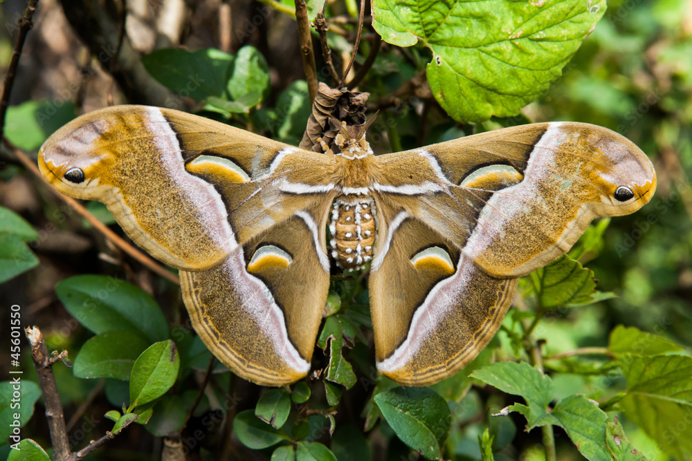 Fototapeta premium samia cynthia