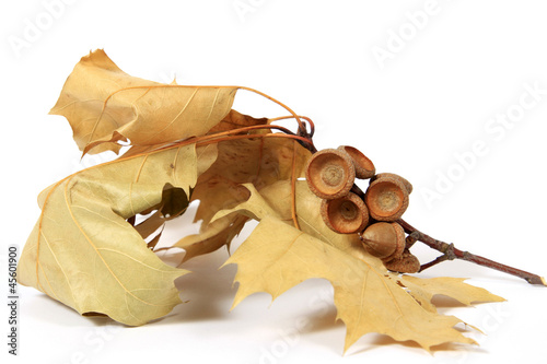 Canvas Print Brown acorns relating to oaken leaves