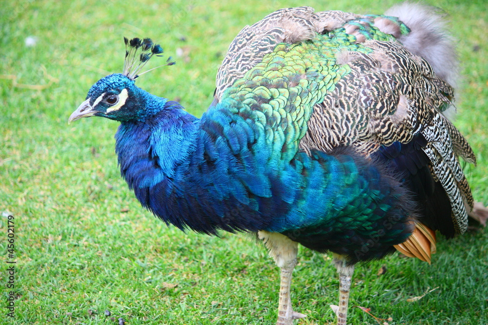 Fototapeta premium Pfau