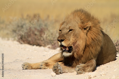 Lion Löwe
