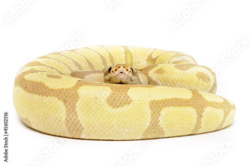 Coral Glow Enchi Ball Python