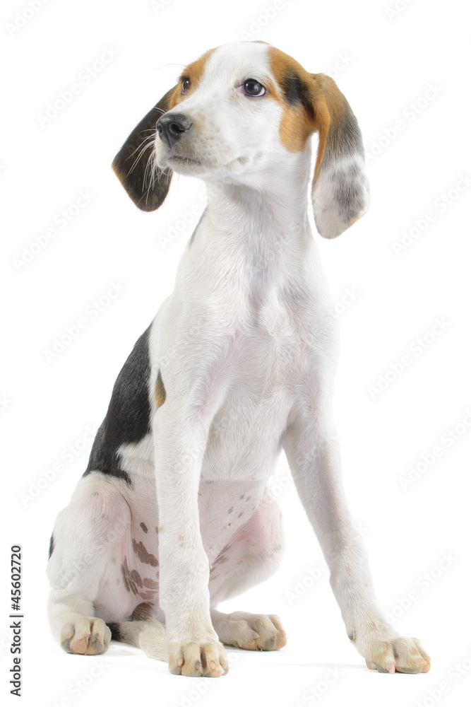 Hound mix puppy isolated on white background