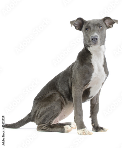 Hound/pitbull/weimaraner mix puppy isolated on white background