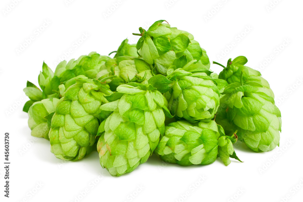 Hops on a white background Hops on a white background