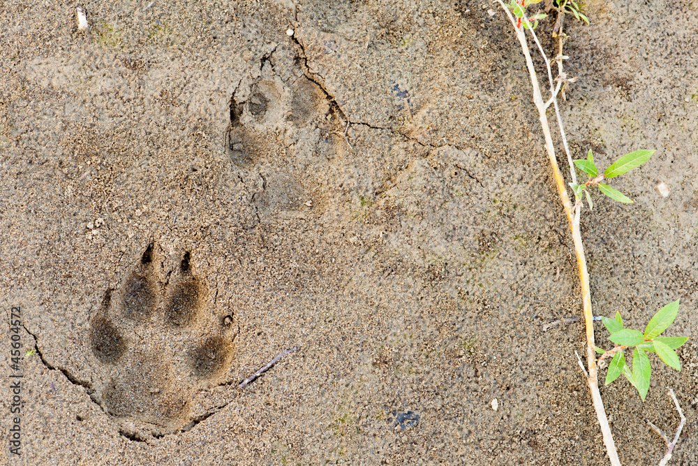 Naklejka premium Wolf foot prints in soft mud and willow leaves