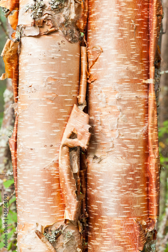 Obraz premium Paper birch Betula neoalaskana bark background